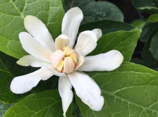 Calycanthus 'Venus'
