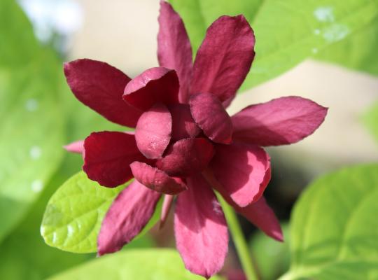 Calycanthus x Hartlage Wine