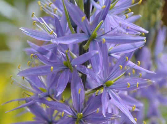 Camassia cusickii