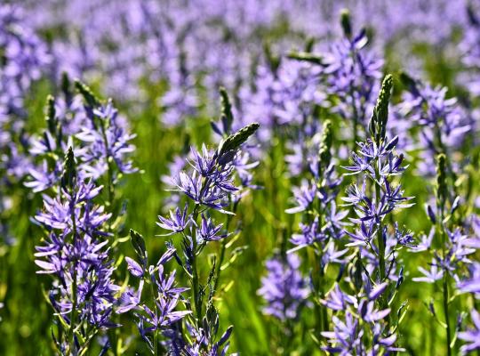 Camassia leichtlinii Caerulea Group