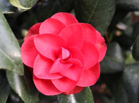 Camellia japonica Ace of Hearts