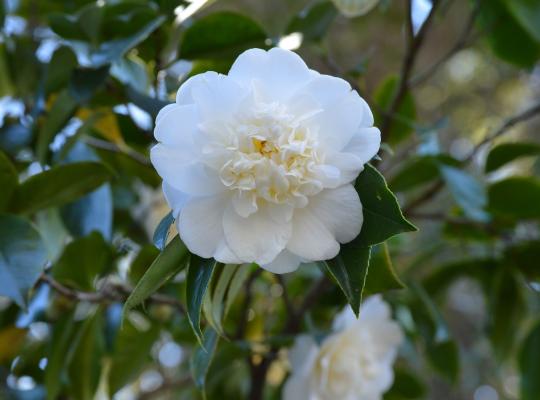 Camellia japonica Alba Plena