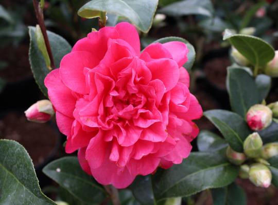 Camellia x williamsii Anticipation