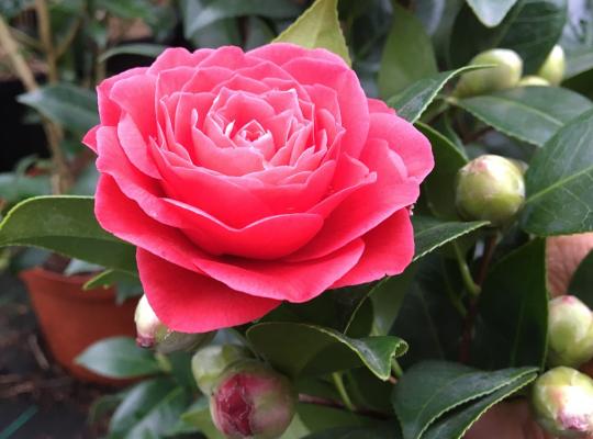 Camellia japonica Black Lace