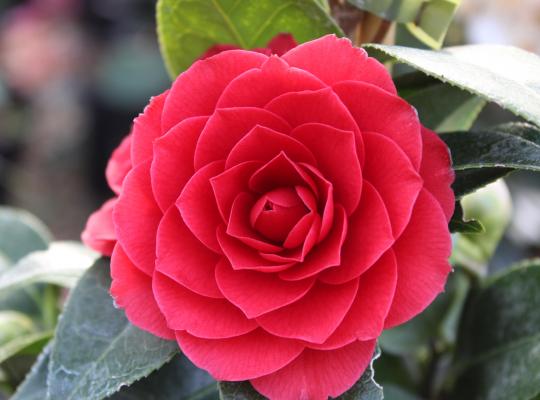 Camellia japonica Blood of China