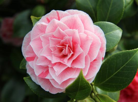 Camellia japonica Bonomiana