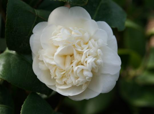 Camellia j. 'Nobilissima'