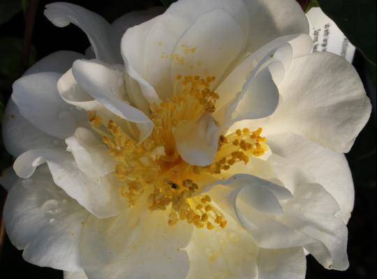 Camellia japonica Silver Anniversary