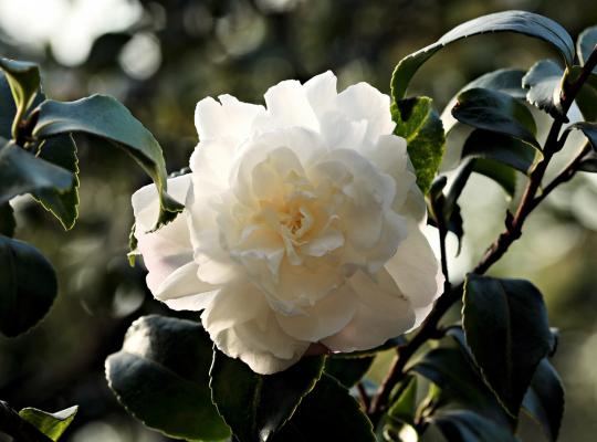 Camellia japonica Campsii Alba
