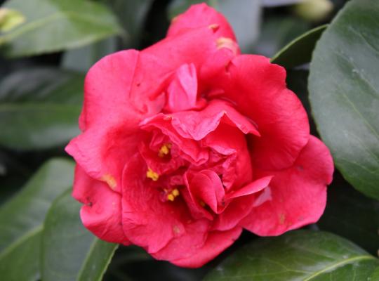 Camellia japonica Dr Burnside