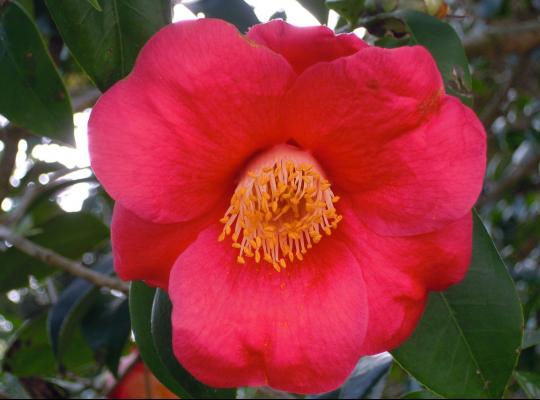 Camellia japonica Dr. King