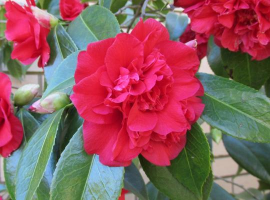 Camellia japonica Kramers Supreme