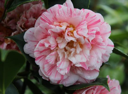 Camellia japonica Bicolor