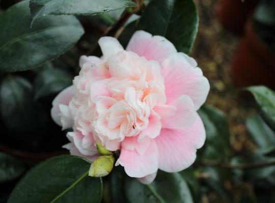 Camellia japonica Rosea Plena