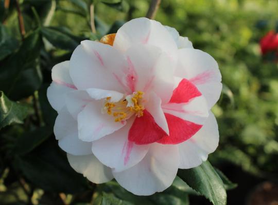 Camellia japonica Lady Vansittart