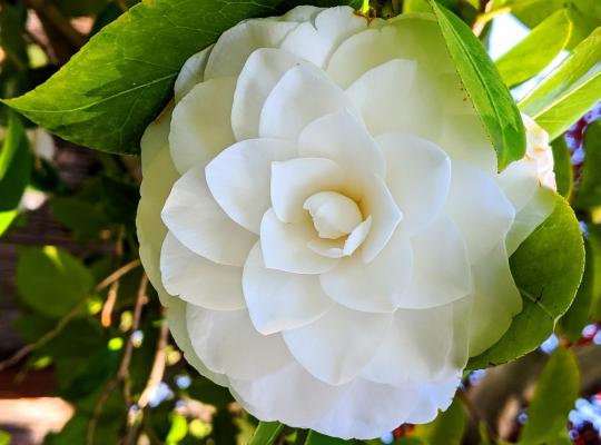 Camellia japonica Nuccios Gem