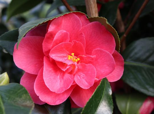 Camellia reticulata Mary Williams