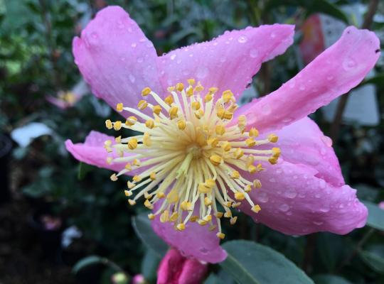 Camellia sasanqua Cleopatra