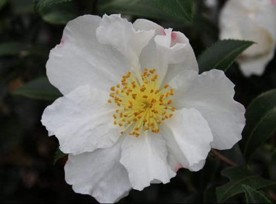 Camellia sasanqua Hino De Gumo