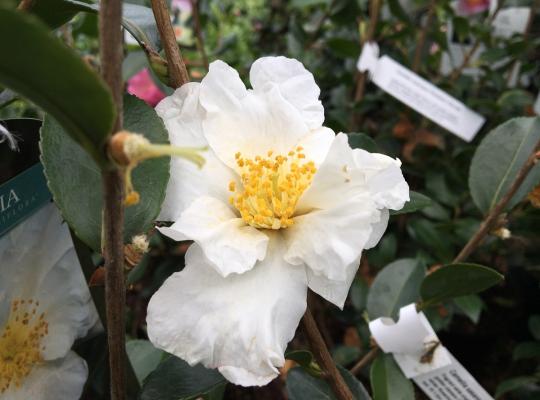 Camellia sasanqua Narcissiflora
