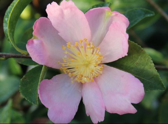 Camellia sasanqua Plantation Pink