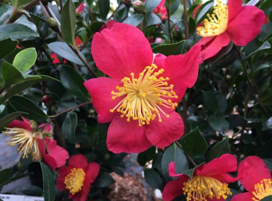 Camellia sasanqua Yuletide