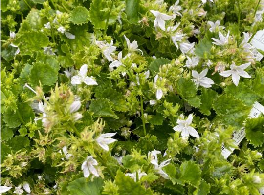 Campanula poscharskyana E H Frost