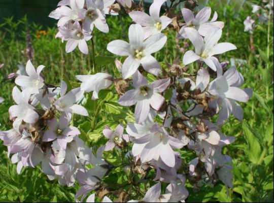 Campanula lact. Loddon Anna