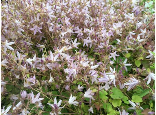 Campanula poscharskyana Lisduggan