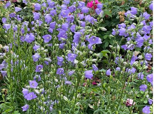 Campanula persicifolia