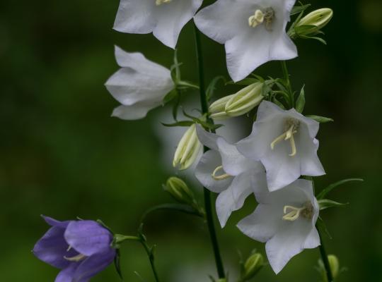 Campanula persicifolia Alba