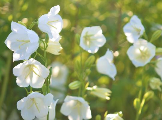 Campanula persicifolia Takion White