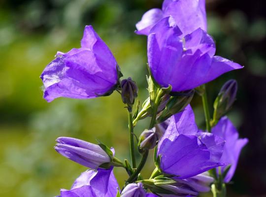 Campanula persicifolia Coerulea