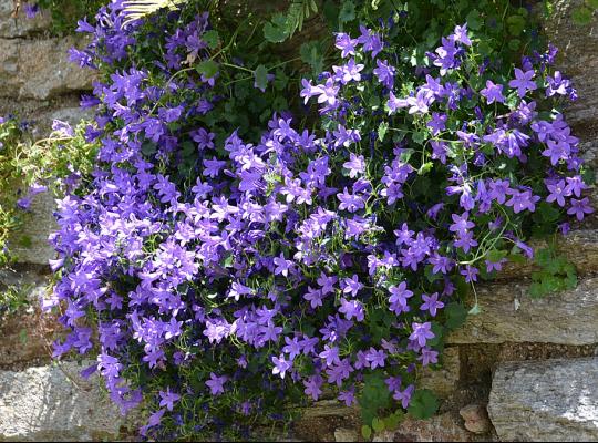 Campanula portenschlagiana