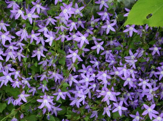 Campanula poscharskyana Stella