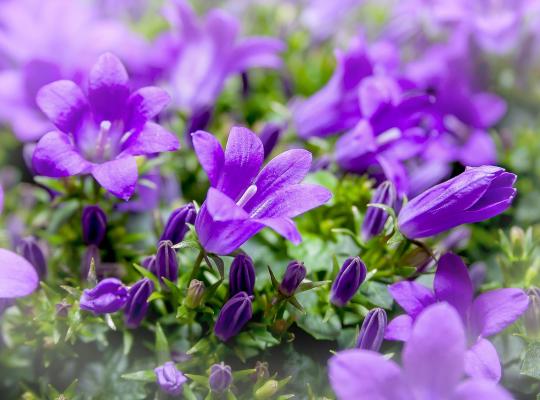 Campanula poscharskyana