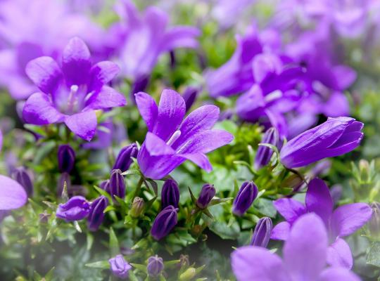 Campanula portenschlagiana Resholdt's Variety