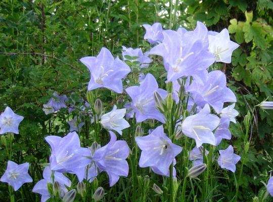 Campanula pers. Telham Beauty