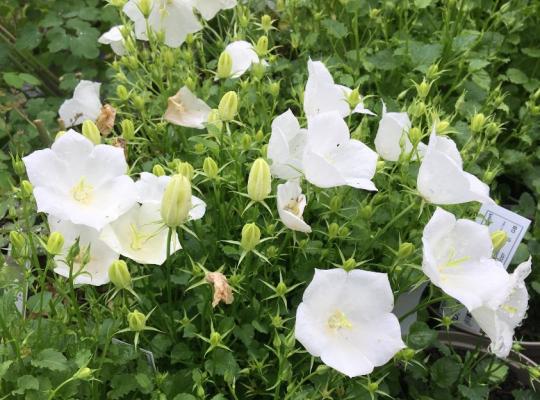 Campanula carpatica f. alba Weisse Clips