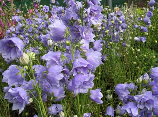 Campanula pers. Wortham Belle