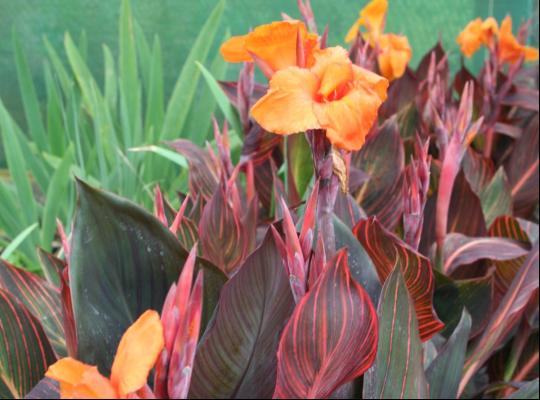 Canna Durban (Tropicanna)