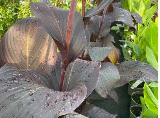 Canna Durban (Tropicanna) Black