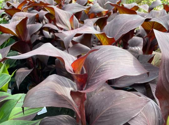 Canna Red Velvet