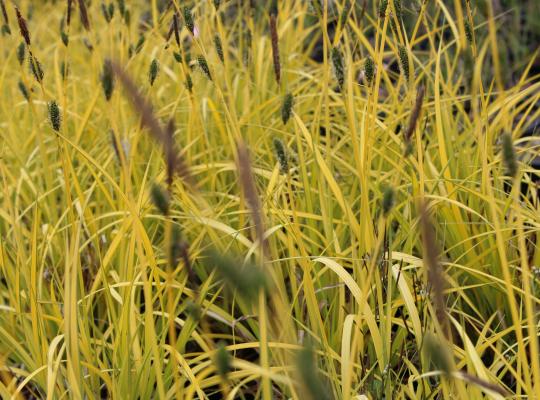 Carex elata Aurea (Bowles' Golden)