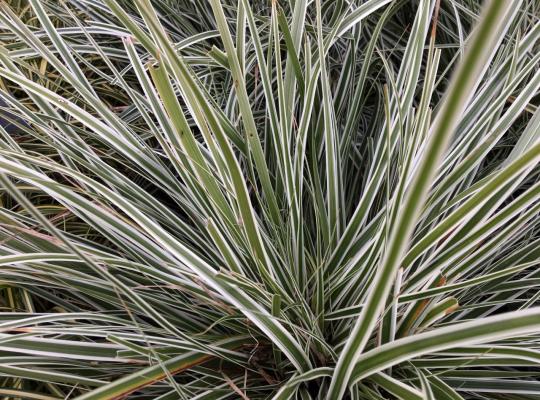 Carex oshim. 'Everest'