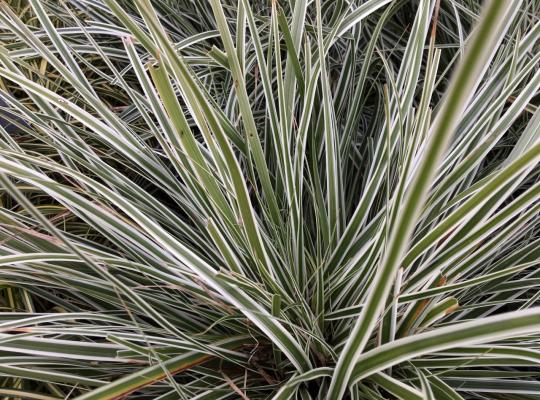 Carex oshimensis Everest