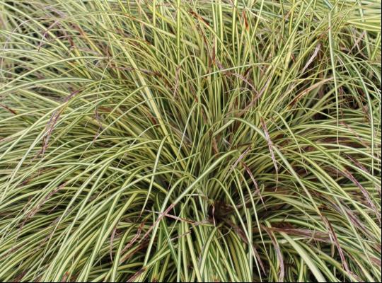 Carex oshim. 'Evergold'