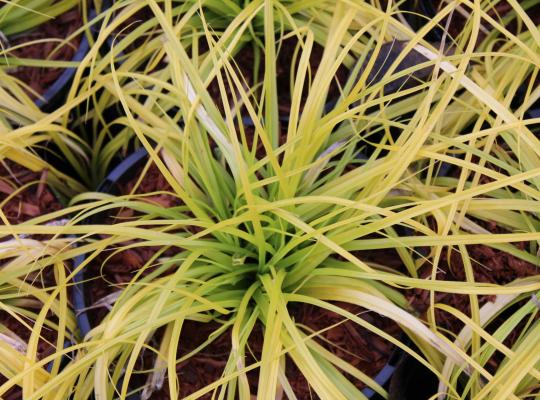 Carex oshimensis 'Everillo'