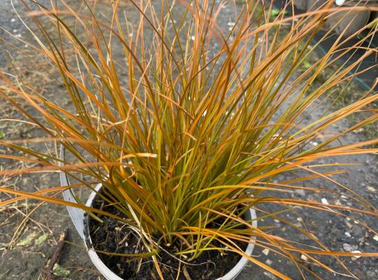 Carex testacea 'Prairie Fire'