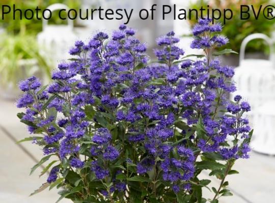 Caryopteris x cland. Grand Bleu